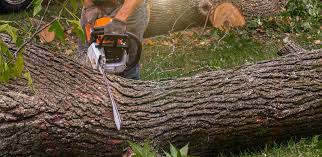 Reliable Frazer, PA Tree Removal Services Solutions