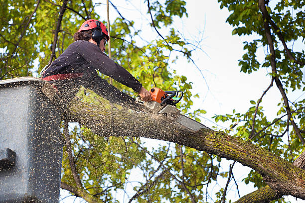 How Our Tree Care Process Works  in  Frazer, PA